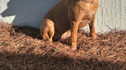 Irish Petey