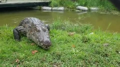 Crocodile Funda