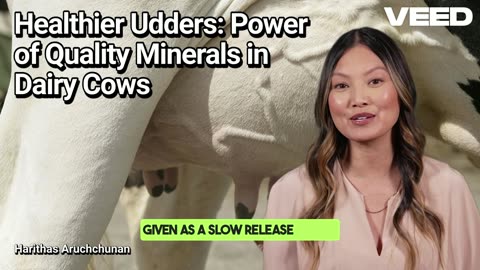 Boost Udder Health with Quality Minerals