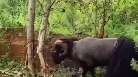 Buffalo Hits the Tree had till it breaks