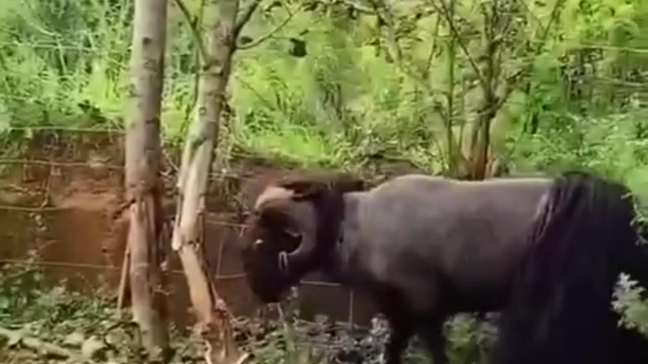 Buffalo Hits the Tree had till it breaks