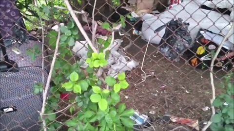 NYC Queens Kissena Park Migrant Incident Involving a 13 Yr old Girl was Preventable