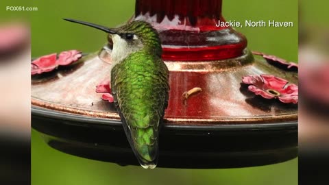 Connecticut bird-watchers spot arrival of hummingbirds