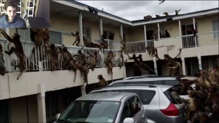 Outtake #1,085 Of Over 3 Monkeys Roam Around A Motel Fake Funny Parody Video With Live Commentary