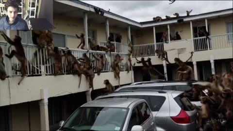 Outtake #1,085 Of Over 3 Monkeys Roam Around A Motel Fake Funny Parody Video With Live Commentary