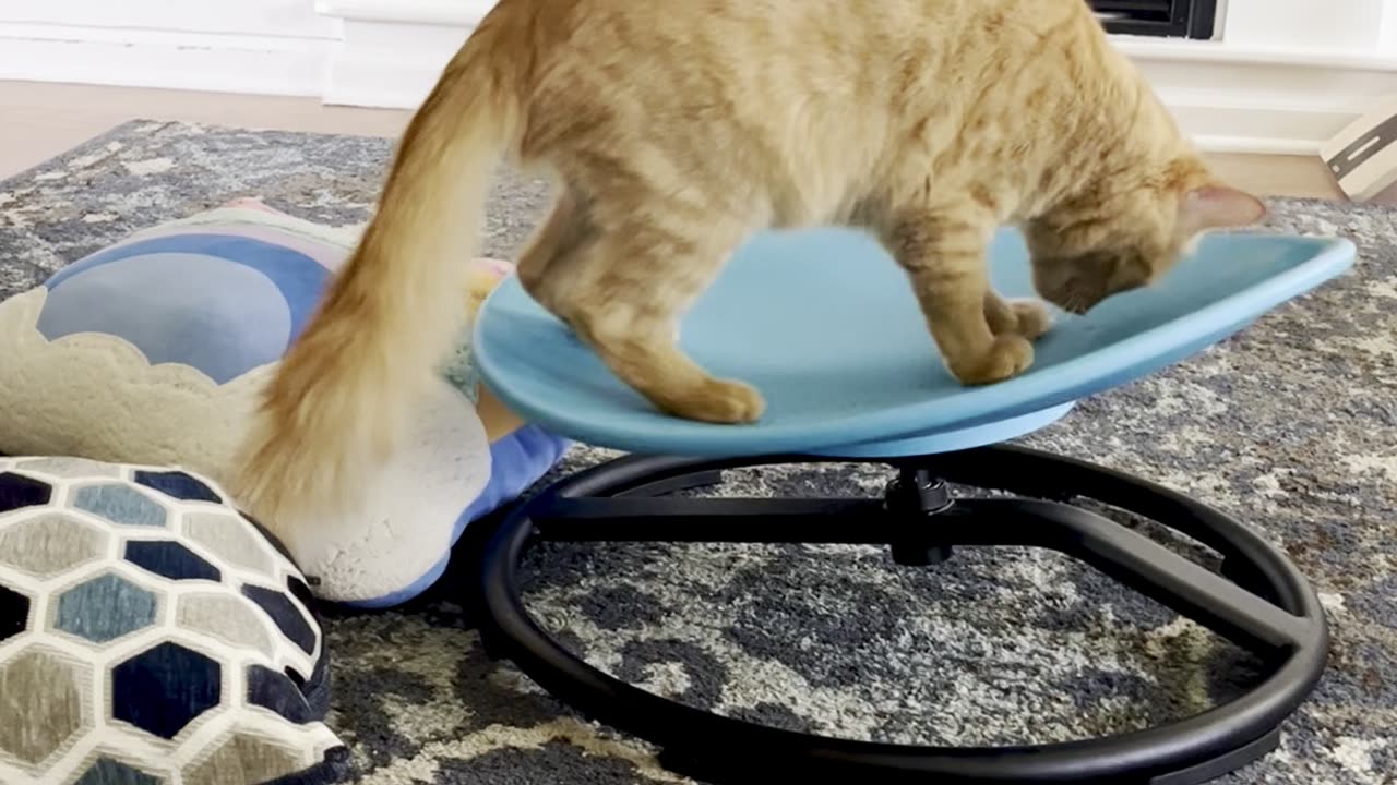 Cat Takes Swivel Chair for a Spin