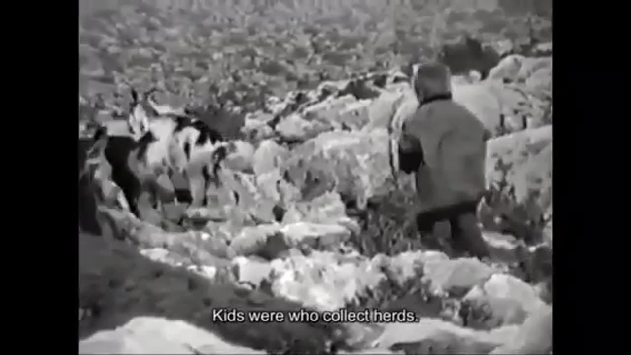 5 year old Luka Modric herding sheep