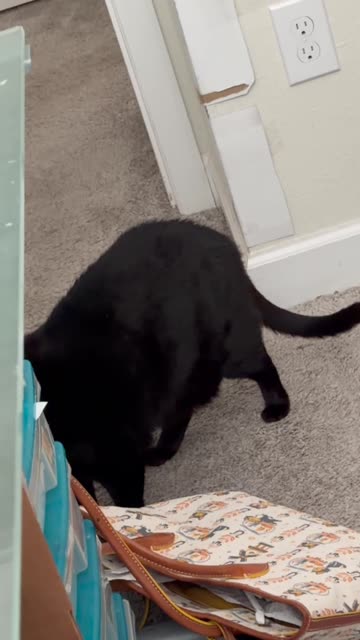 Cute Precious Piper Practices Being a TSA Agent - My Adopted Shelter Cat Vlog #shorts