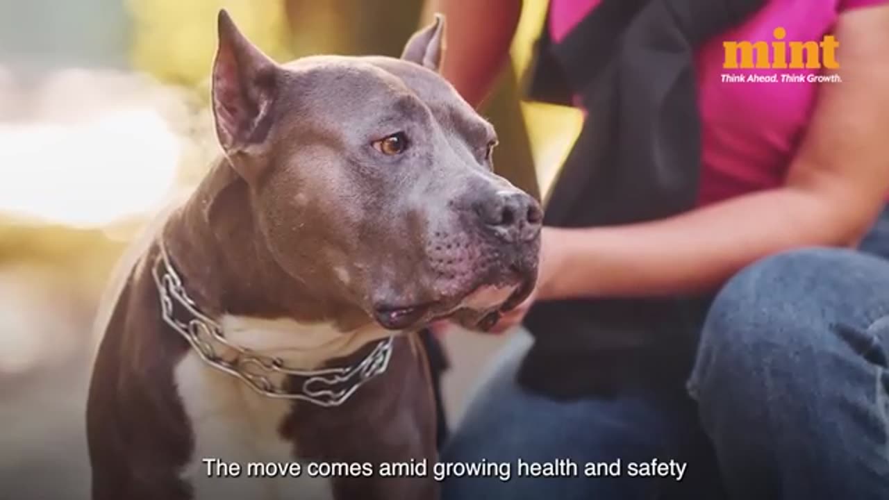 3-month_JAIL,_₹50,000_FINE_If_You_Keep_Rottweiler,_Pit_Bull_Dog_Breeds_In_Goa___Bill_Passed