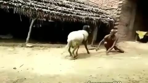 Goat Vs A Strong Old Man Fight. Who Will Win