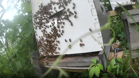 Bees on a Wednesday Morning at Sunrise