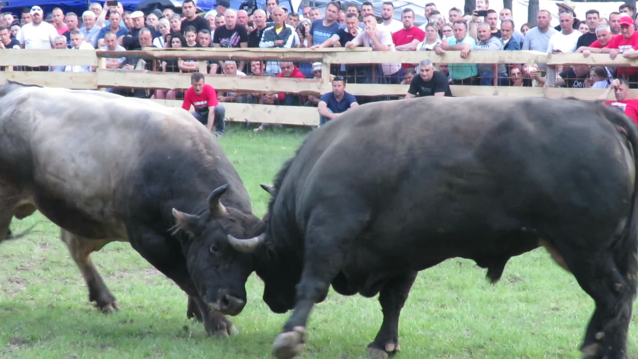 Gareša vs Zlatonja za šampiona BiH Buk 2025