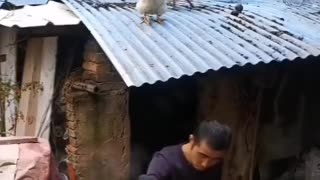 up to down fry omelette live cock