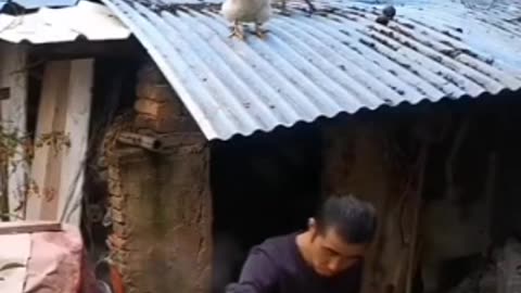 up to down fry omelette live cock