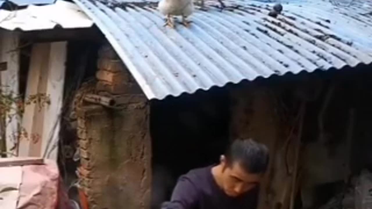 up to down fry omelette live cock