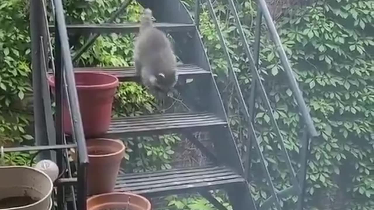 A family of raccoons on my balcony 🥹