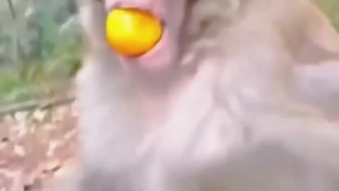 money amazing scenes|#funny #ytshorts #trending #monkey #shorts #funny&cute animals Funny video