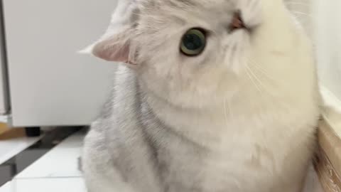 Cute Cats Video >