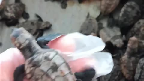 109 Sea Turtle Babies