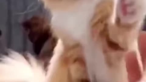 Cat funny reaction !! S2studio !!