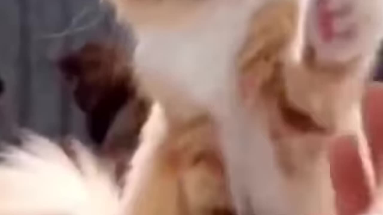 Cat funny reaction !! S2studio !!