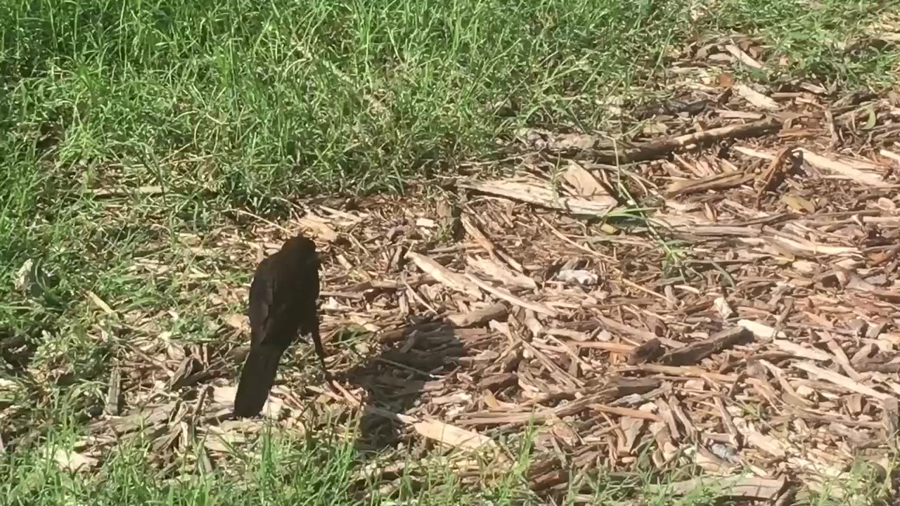 The bird has a worm in its beak.