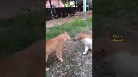 Funny Cat Video