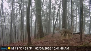 The Woods – 02/05/2026