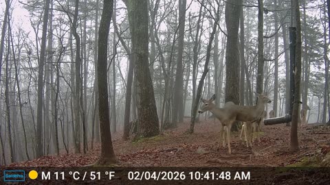 The Woods – 02/05/2026