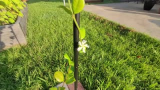 Random Hippie-Biker Moment Garden Update Sonny Rock Garden June 27, 2025