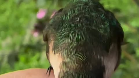 Hand feeding