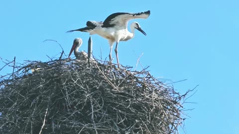 Nature and Animals
