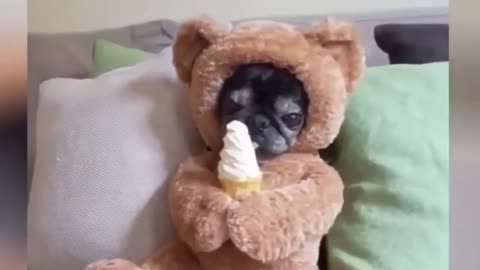 Funniest Animals - Best of Funny Animal Videos - Try Not To Laugh! 2-25