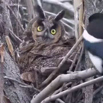 Magpie nuisance early in the morning