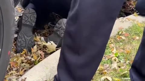 Chicago PD arrested multiple people in Little Village today after shots were fired at DHS agents.