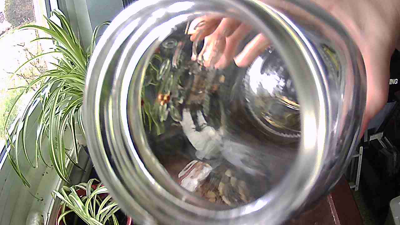Moving Sprout to Planter