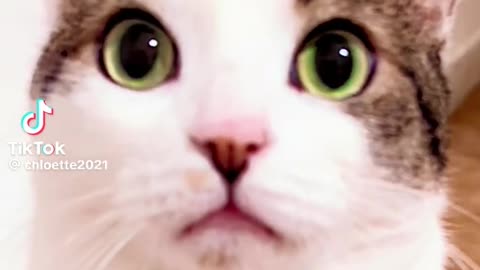 CAT FUNNY