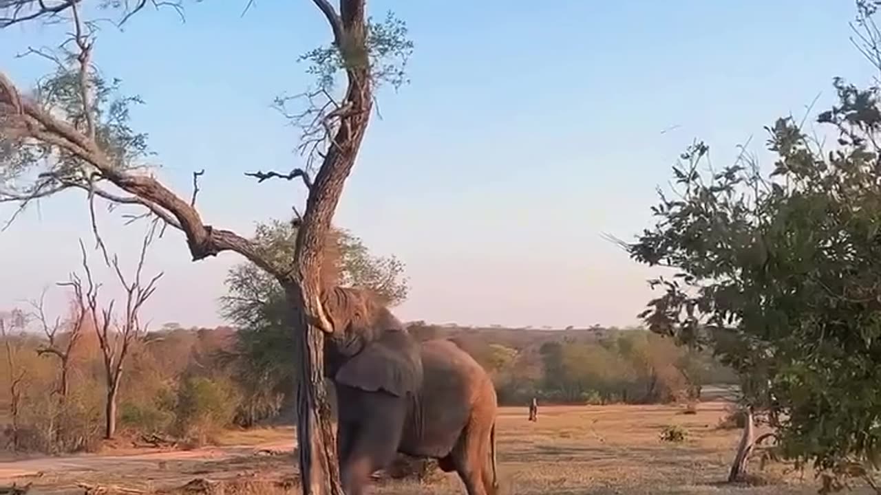 Powerful Elephant Uproots a Tree with Ease! 🐘💪🌳