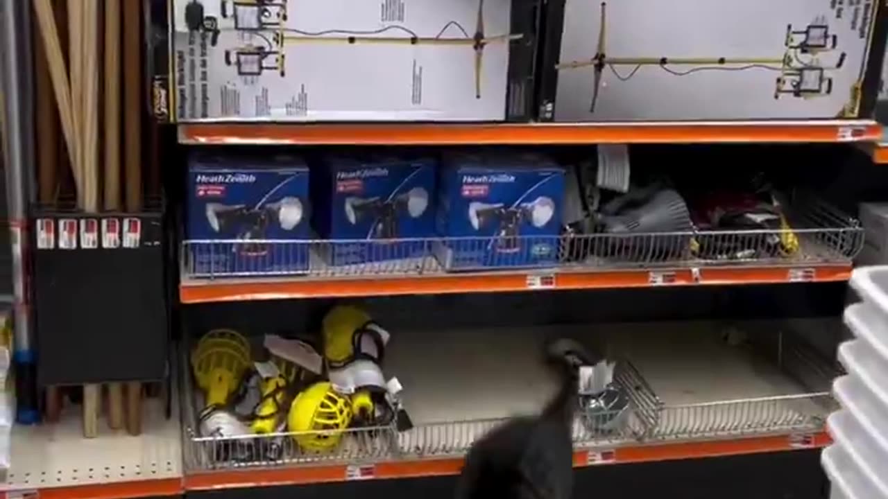 Oh, to be browsing around with a cat as your guide.