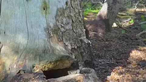 Its worst nightmare had come true. Fortunately, it still had a backup plan