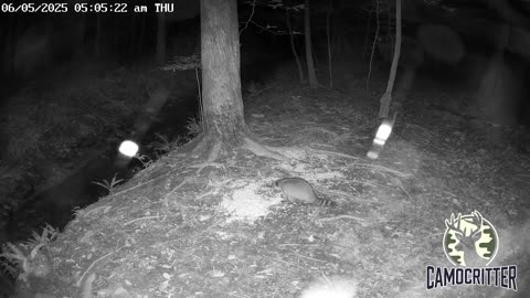 CamoCritter Critter Cam Live Stream