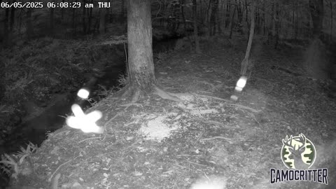 CamoCritter Critter Cam Live Stream
