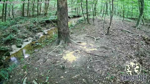 CamoCritter Critter Cam Live Stream