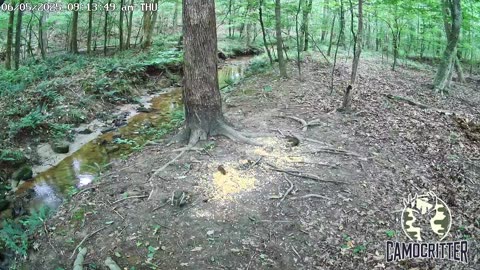 CamoCritter Critter Cam Live Stream