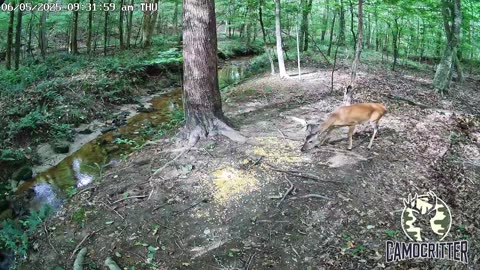 CamoCritter Critter Cam Live Stream