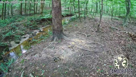 CamoCritter Critter Cam Live Stream