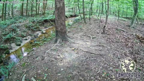 CamoCritter Critter Cam Live Stream