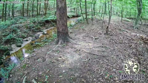 CamoCritter Critter Cam Live Stream