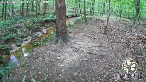 CamoCritter Critter Cam Live Stream