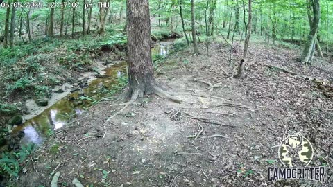 CamoCritter Critter Cam Live Stream